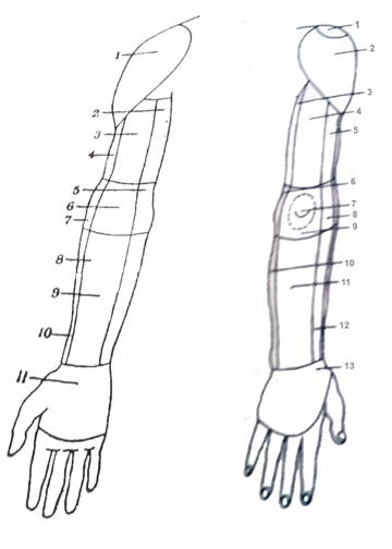 regije_gornjeg_ekstremiteta
